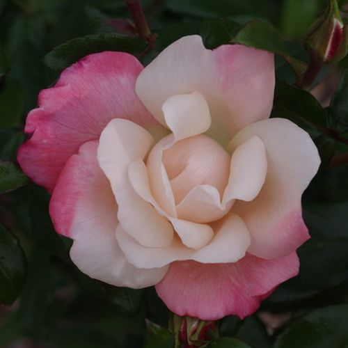 Rosa Roseromantic® - roz - Trandafir copac cu trunchi înalt - cu flori în buchet - coroană tufiș